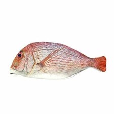 Wrapables Novelty Fish Style Pencil Case, Red Pencil Case price