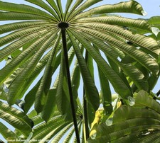 Musanga cecropioides, Corkwood Umbrella Tree - 10 See ds Umbrellas price