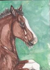 ACEO original Watercolor Art Card HORSE  playful bay sabino Draft cobby colt Gouache Paint price