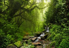 XXL Poster 100 x 70cm wilder Urwald mit Bachlauf über Steine, grüner Dschungel Poster price