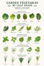 Garten Gemüse nach Blattform Tabelle Poster Druck gerahmte Leinwand Wandbild Vegetables price