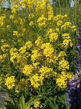 Zackenschötchen, Bunias orientalis, turkish rocket, 30 seeds, samen, Wildgemüse Turkish price