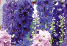 20x Rittersporn Round Table Series mix (Delphinium)- Samen Garten KS341 Garten Table price