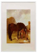 Hering Snr John Frederick Pferd und Fohlen Bewässerung an einem Trog A3 A4 gerahmt Pri Watering Trough price