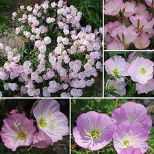 DUFT-NACHTKERZE 300+ Samen OENOTHERA SPECIOSA Primrose seeds WINTERHART Seeds price