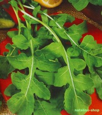 Rucola 200+ Samen *Salat-Rauke *Nussig & Vitaminreich *Salatsamen *Arugula seeds Seeds price