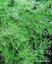 DILL *ALLIGATOR* 200+ Samen *Aromatisch *Buschdill *Russische Sorte *Dill seeds Seeds price