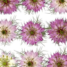 JUNGFER IM GRÜNEN rosa-weiß MIX 150 Samen  NIGELLA DAMASCENA seeds BAUERNGARTEN Seeds price