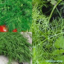 DILL *Lesnogorodskij* 200+ Samen *Sehr aromatisch! *Russische Sorte *Dill seeds Seeds price