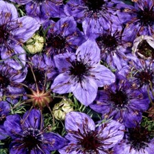 Jungfer im Grünen CURIOSITY 150+ Samen  NIGELLA PAPILLOSA seeds BAUERNGARTEN Seeds price