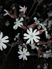 Weiße Lichtnelke, Silene latifolia, White campion, 500 seeds, samen Seeds price