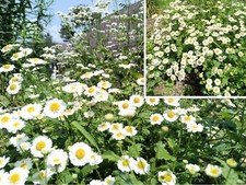 Mutterkraut, Tanacetum parthenium, Featherfew, 500 seeds, samen, Schnittblume Seeds price