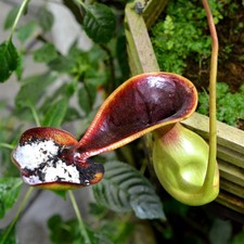 Pitcher plant (Nepenthes lowii) - 5 seeds Pitcher price