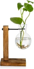 Vermehrungsstation Holzregal Reagenzglas Glasvase für Avocado Pflanzen Vase price