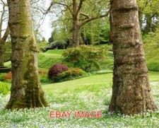 FOTO BAUMSTÄMME UND BÄRLAUCH DARTINGTON HALL GÄRTEN DIE WILDNISSCHWADEN G Hall Tree price