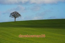 FOTO DER BAUM IN DER NÄHE VON BRAMCOTE HALL FARM EIN SEHR HÜBSCHER BAUM AUS DER LINDE LAN Hall Tree price