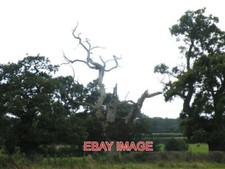 FOTO TOTER BAUM IN ALBRIGHTON HALL (MERCURE HOTEL) ELLESMERE ROAD SHROPSHIRE 20 Hall Tree price