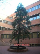 FOTO WINSTON CHURCHILL GEDENKBAUM KENSINGTON TOWN HALL HORNTON STREET LONDO Hall Tree price