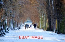 FOTO WOLLATON HALL WIEDER LINDENALLEE E SCHNEEBEDECKTE ALLEE BEI WOLLATON Hall Tree price