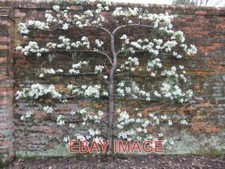 FOTO SCHWARZER WORCESTER BIRNBAUM SCHLOSS BROMWICH HALL GÄRTEN DIESER BAUM WURDE Hall Tree price