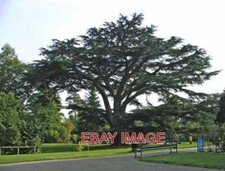 FOTO ZEDER DES LIBANON FORTY HALL ENFIELD GROSSE ZEDER DES LIBANONBAUMS IN VIERZIG Hall Tree price
