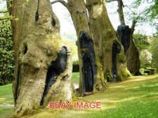 FOTO DRAMATISCHE BAUMSTÄMME DARTINGTON HALL GÄRTEN DIESE BAUMSTÄMME HABEN BEWEISE Hall Tree price