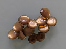 edle Kunststoffknöpfe - teils wie Perlmutt - mit Steg - 11mm - Farbe zur Wahl Pearlescent Paint price