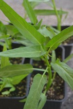 Semillas de Espinaca de agua, Kangkung, ong choy (Ipomea aquatica)  seeds Agua price