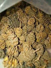 25 Piñas de Aliso para Gambas de acuario y otros invertebrados de agua dulce Agua price