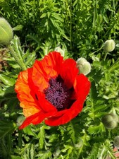 AMAPOLA - AMAPOLA TURCA PAPAVER ORIENTAL 25+ SEMILLAS Z 219 Turca price