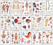 LO ÚLTIMO Pósters de Anatomía Humana - Esqueleto, Músculos, Órganos - LIENZO O PÓSTER Organs price