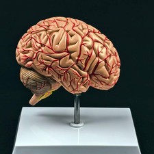 Vaso sanguíneo cerebro derecho humano exhibición médica modelo anatómico muestra de lujo Medical Derecho price