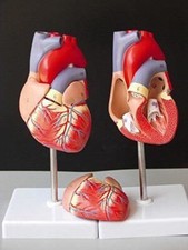 Modelo de corazón humano 1:1 sistema de circulación de anatomía interna enseñanza modelo médico Medical Derecho price