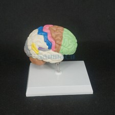 Color Dominio Cerebral Anatomía Modelo Anatómico Cerebro Derecho Función Médica Medical Derecho price