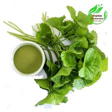 Gotu Kola Centella asiática hojas molidas polvo seco orgánico herbal pennywort Organic Productos price