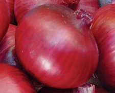 CEBOLLA MORADA AMPOSTA  1200 semillas - seeds Seeds price