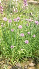 300 Semillas de Cebollino Grueso, ciboulette (Allium schoenoprasum) seeds Seeds price