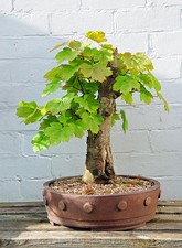 AMERICAN SYCAMORE ( platanus ) 30 Semillas  - seeds Seeds price