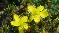 250 Semillas  Hiperico, Hierba de San Juan (Hypericum perforatum), seeds Seeds price