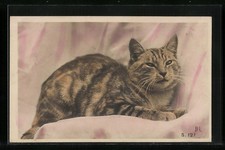 Gato tigre en una sábana, postal Sábana price