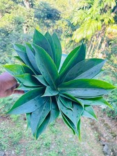 Hojas de plantas de insulina (Costus igneus) - Hojas de hierbas frescas - Ayurvédicas naturales Spiralli Defter price