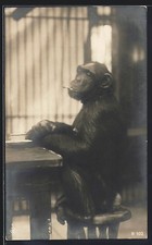 Chimpancé con café y cigarrillo en un taburete de bar, postal Bar Taburete price