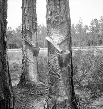 Turpentine trees Northern Florida Historic Old Photo Turpentine price