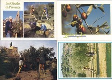 Lot 4 cartes postales postcards 10x15cm OLIVES OLIVADES cueillette Olives price