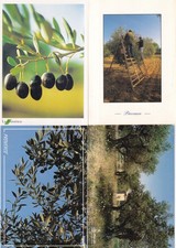 Lot de 4 cartes postales postcards 10x15cm PROVENCE olives oliviers 1 Olives price