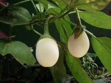 100 Graines d'Aubergine Small Eggs Méthode BIO seeds plantes légumes ancien rare Eggs price