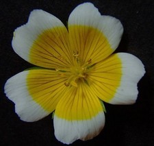 50 graines OEUFS SUR LE PLAT (Limnanthes Douglasii)G722 FRIED EGGS SEEDS SEMILLA Eggs price