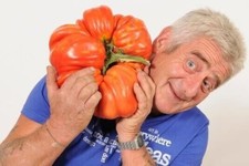 25 GRAINES DE TOMATE GÉANTE - FRUITS JUSQU'À 4 KG Fruits price