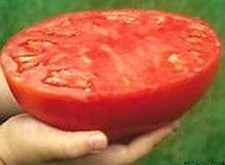 SUPER STEAK - TOMATE GÉANTE, FRUITS DE PLUS DE 3 KG, 50 GRAINES + CADEAU Fruits price