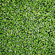 20 x 20 cm 1000  lentilles d eau lemna minor lentille PLANTE FLOTTANTE Eau price